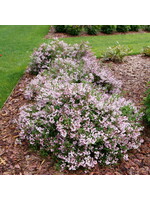 Deutzia Yuki Kabuki, Blossom, #3
