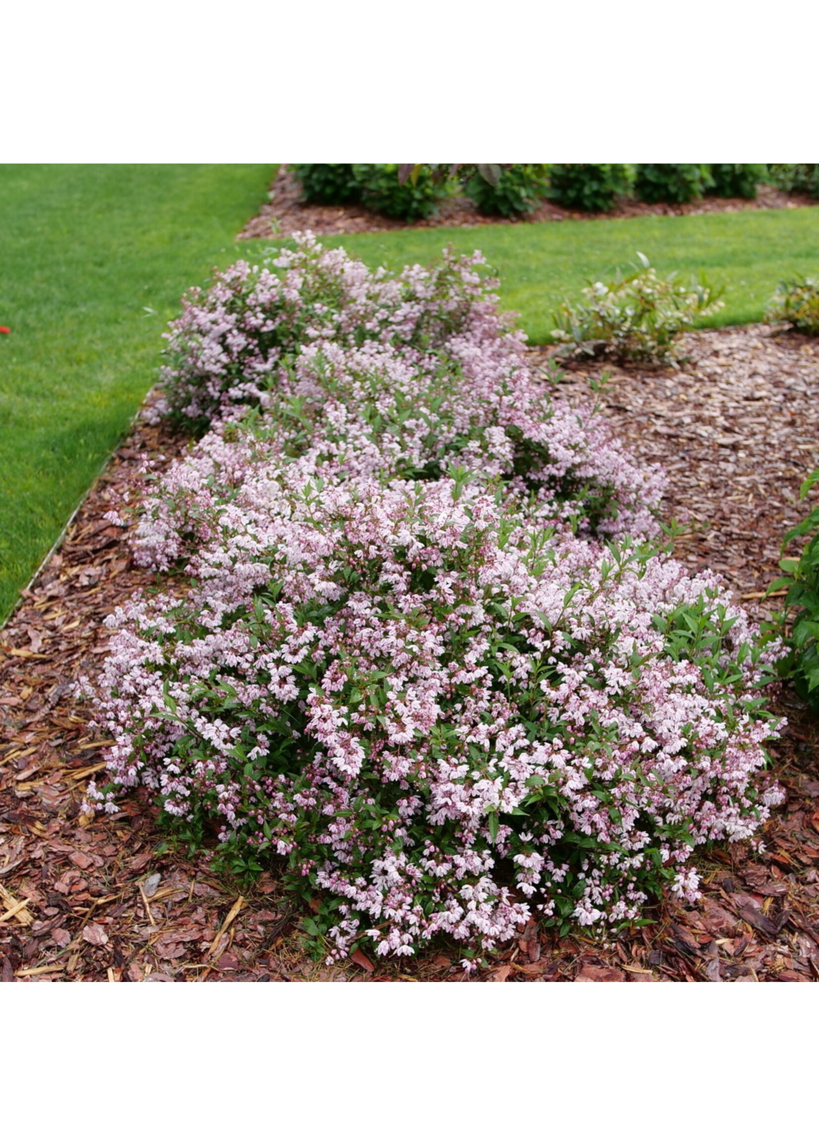 Deutzia Yuki Kabuki, Blossom, #3