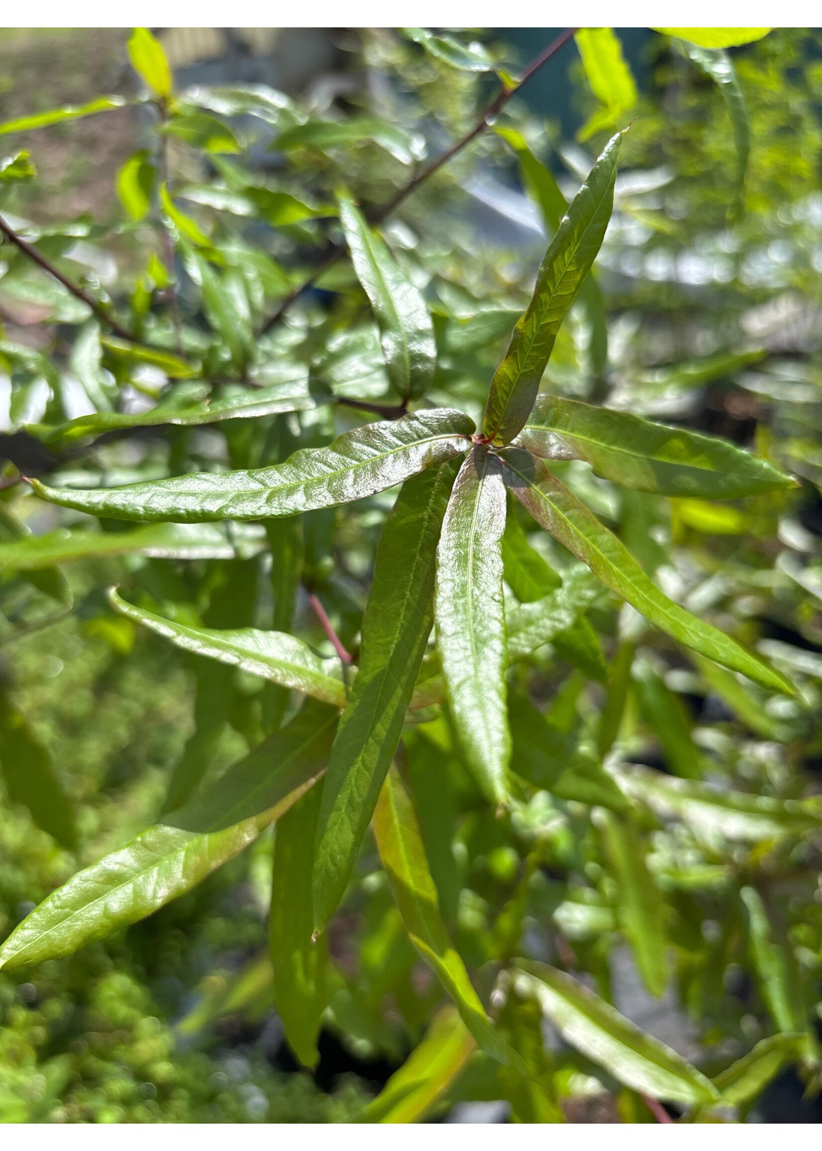 Quercus Phellos, Willow Oak #3