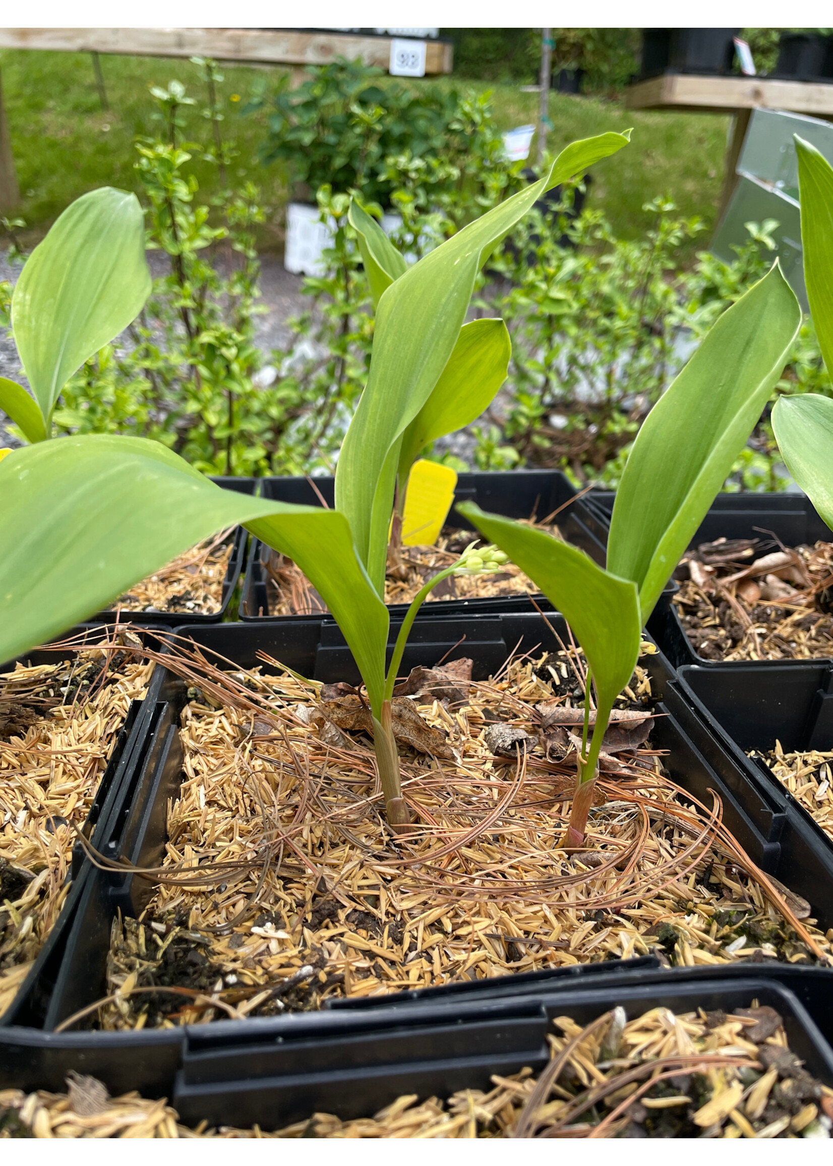 Convallaria Montana, Wild Lily of Valley