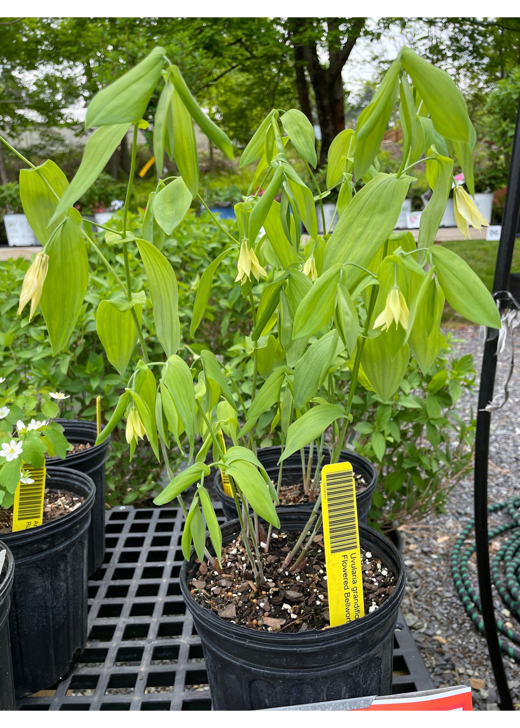 Spring Ephemerals Uvularia grandiflora, Large Flowered Bellwort