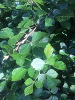 Rhus aromatica Gro-Low Fragrant Sumac, Gro-Low, #3