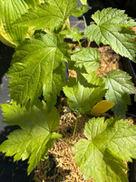 Astilbe biternata, Appalachian False Goat's Beard