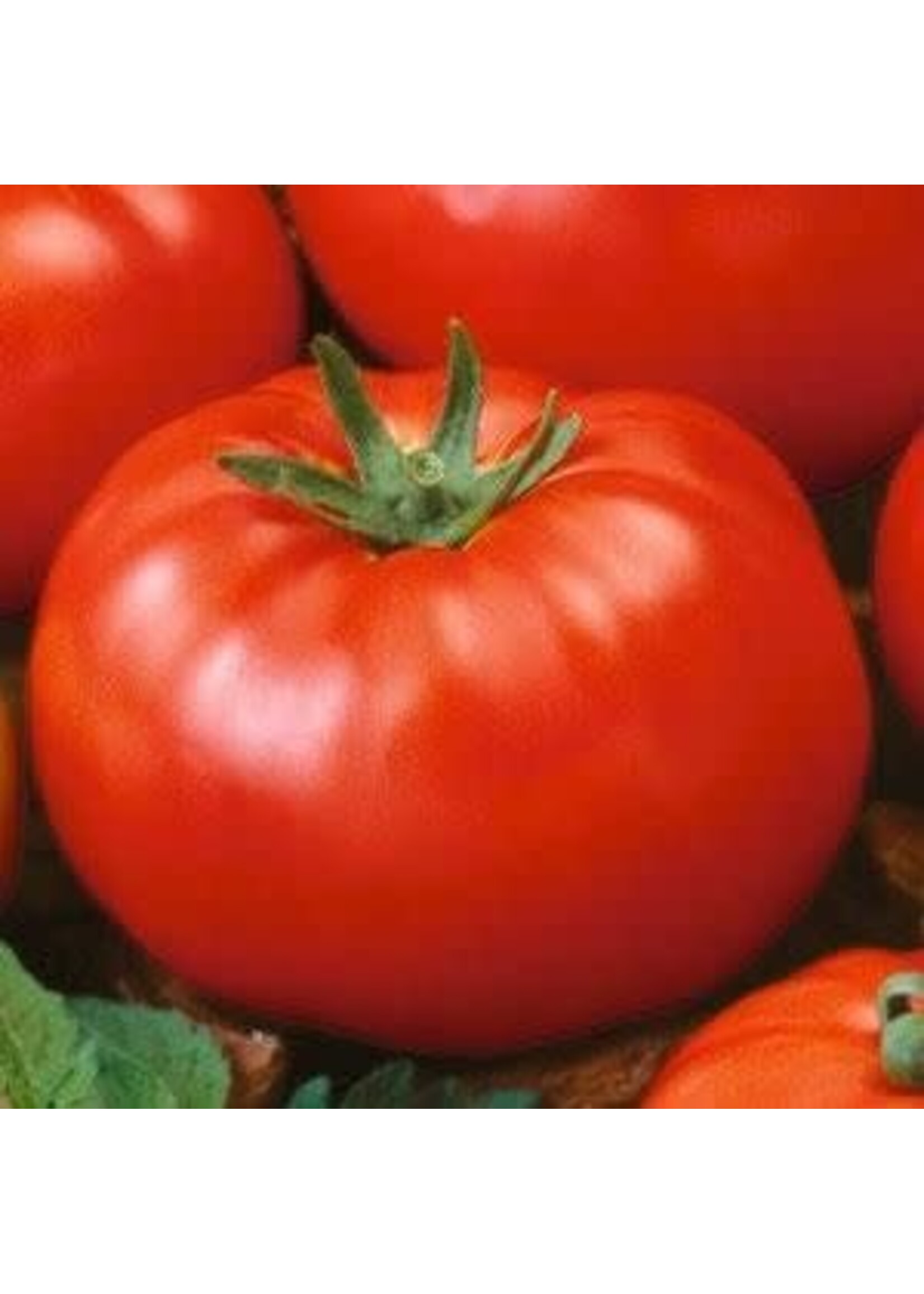 Tomato, premium assorted- Vegetable, 4.5" pot