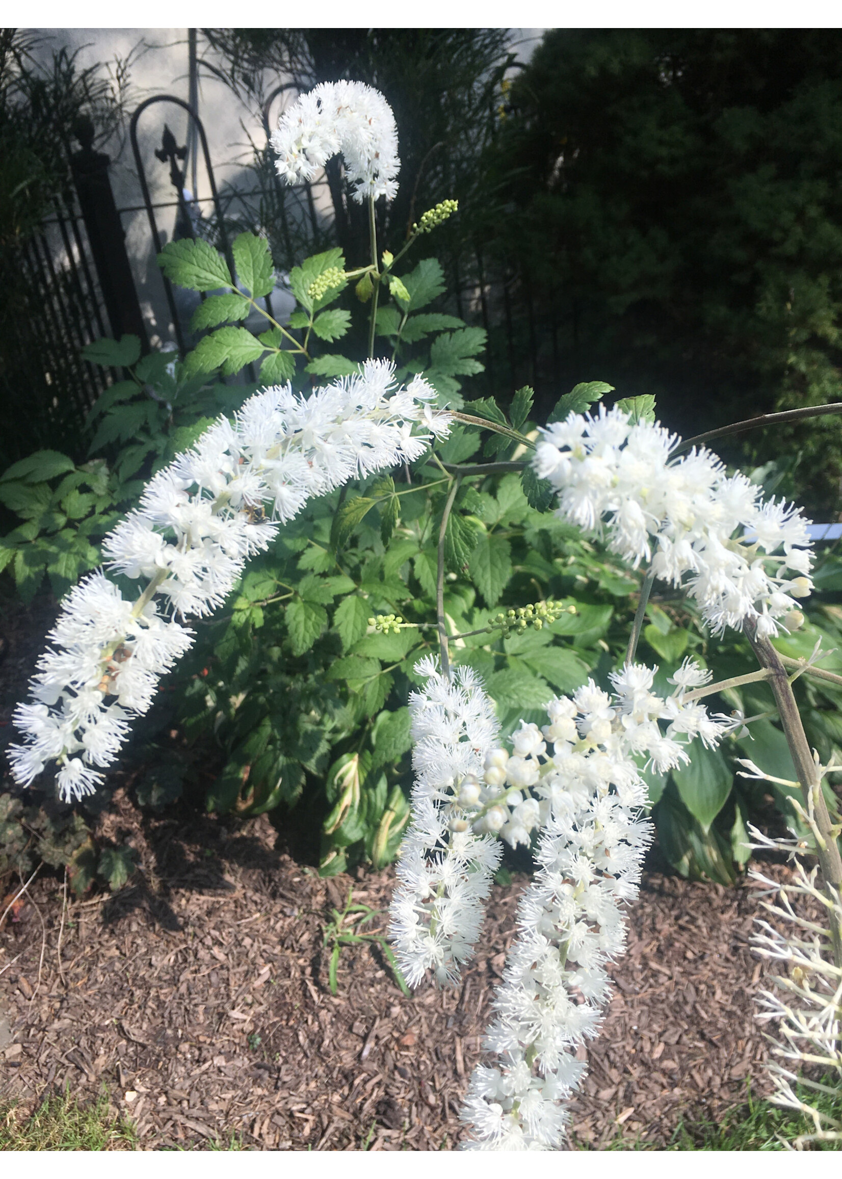 Cimicifuga / Actaea racemosa Snakeroot, Black Cohosh