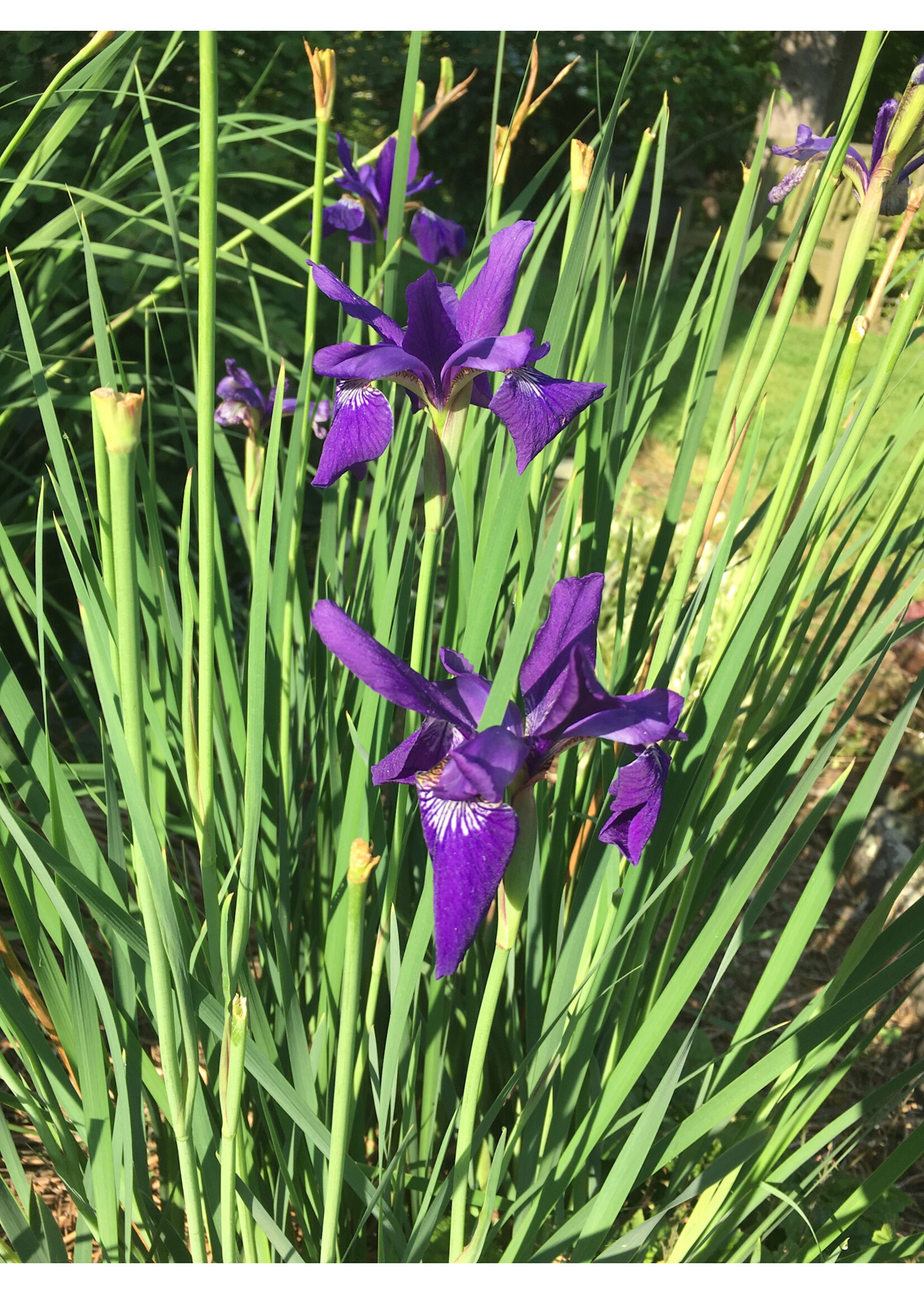 Iris sibirica Caesar's Brother, Siberian Iris #1