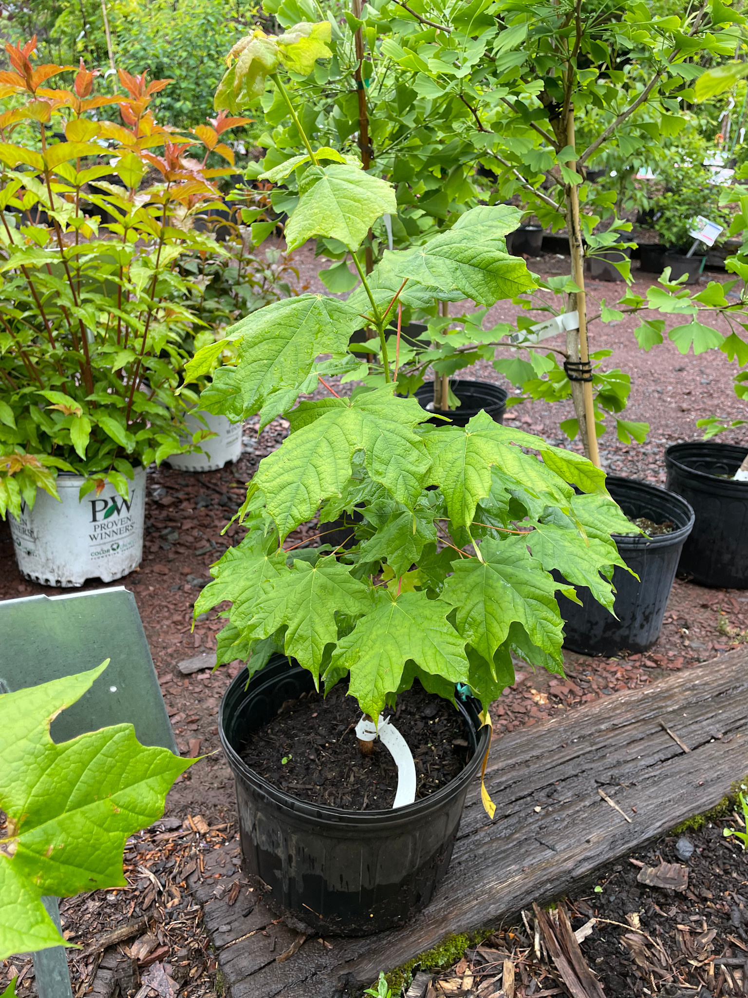 Acer nigrum, Black Maple | Behmerwald Nursery - Behmerwald Nursery