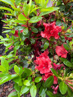 Azalea Gumpo Red #3