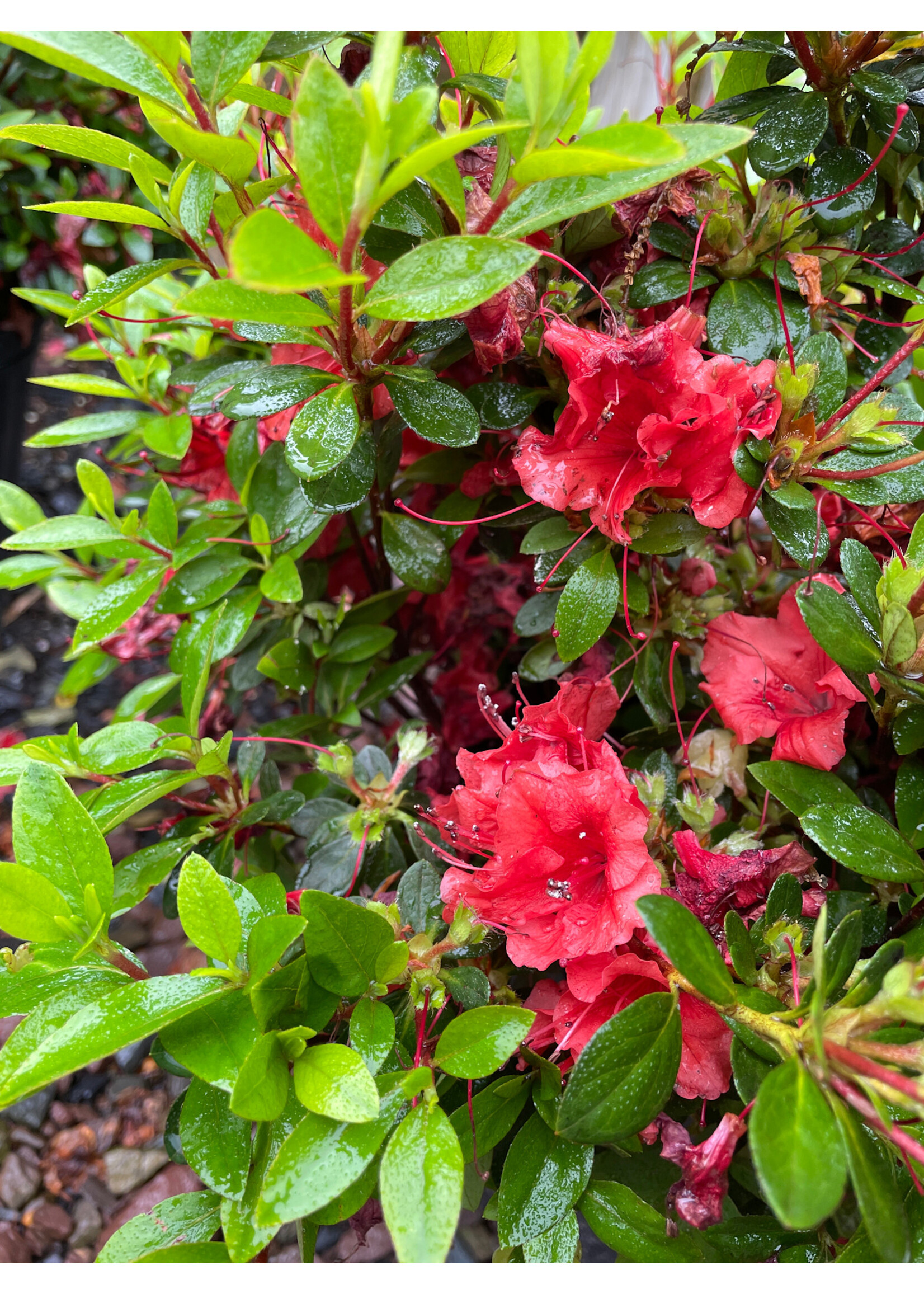 Azalea Gumpo Red #3