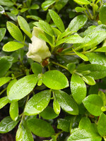 Azalea Gumpo White Azalea, Gumpo White Dwarf, #3