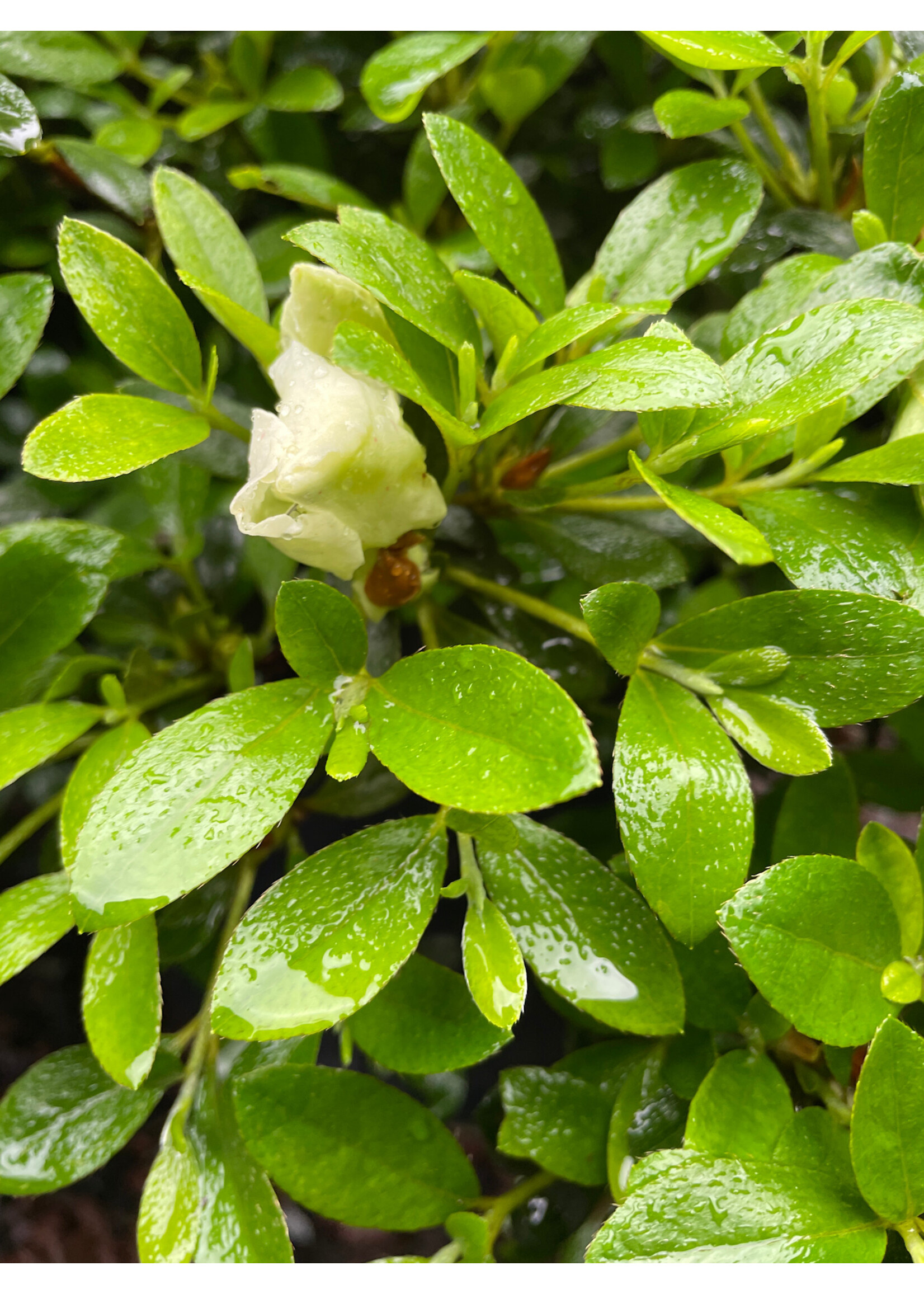 Azalea Gumpo White Azalea, Gumpo White Dwarf, #3