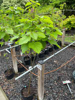 Catalpa speciosa, Northern Catalpa #3