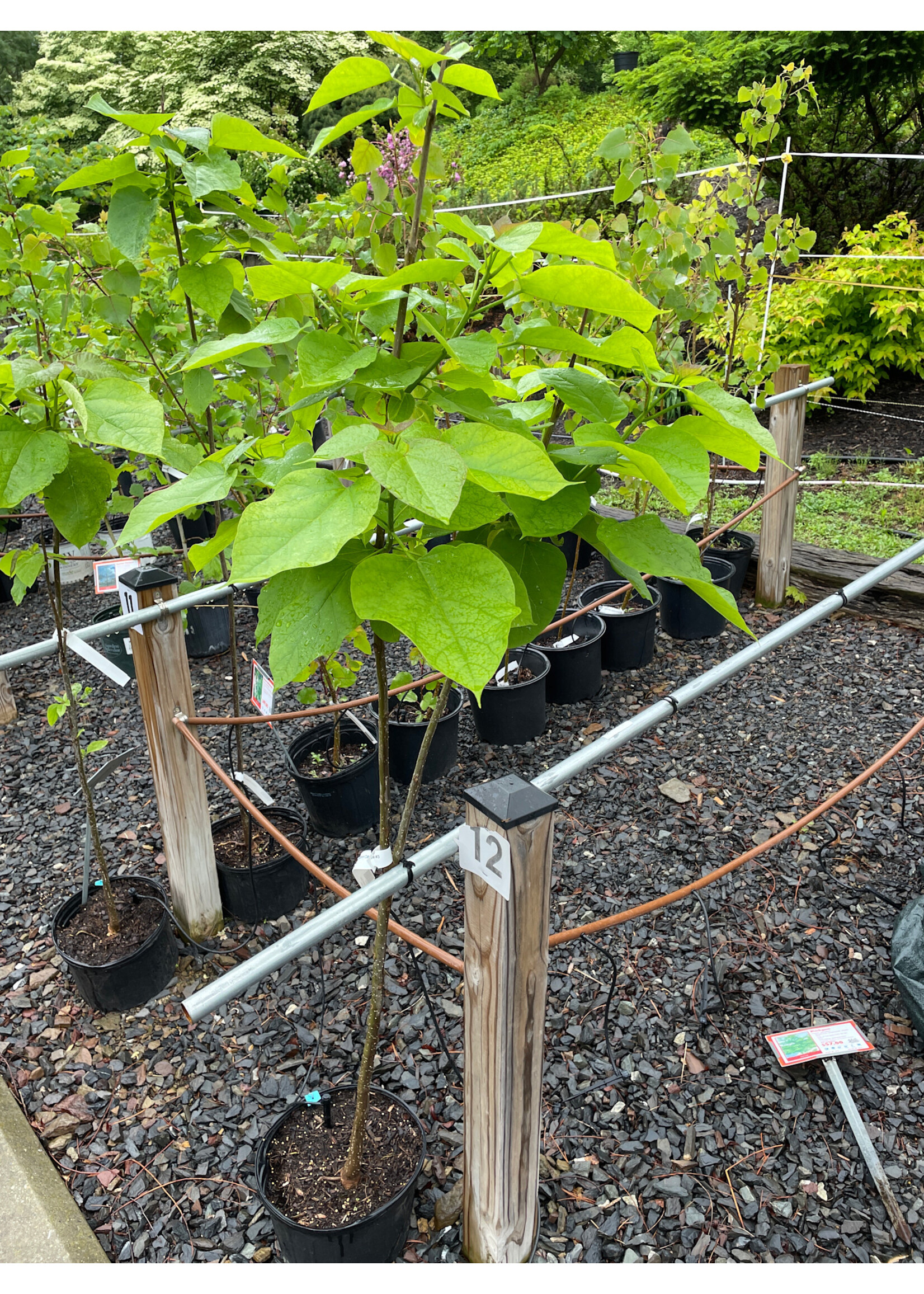 Catalpa speciosa, Northern Catalpa #3