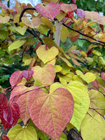 Cercis canadensis Flame thrower, Redbud #7