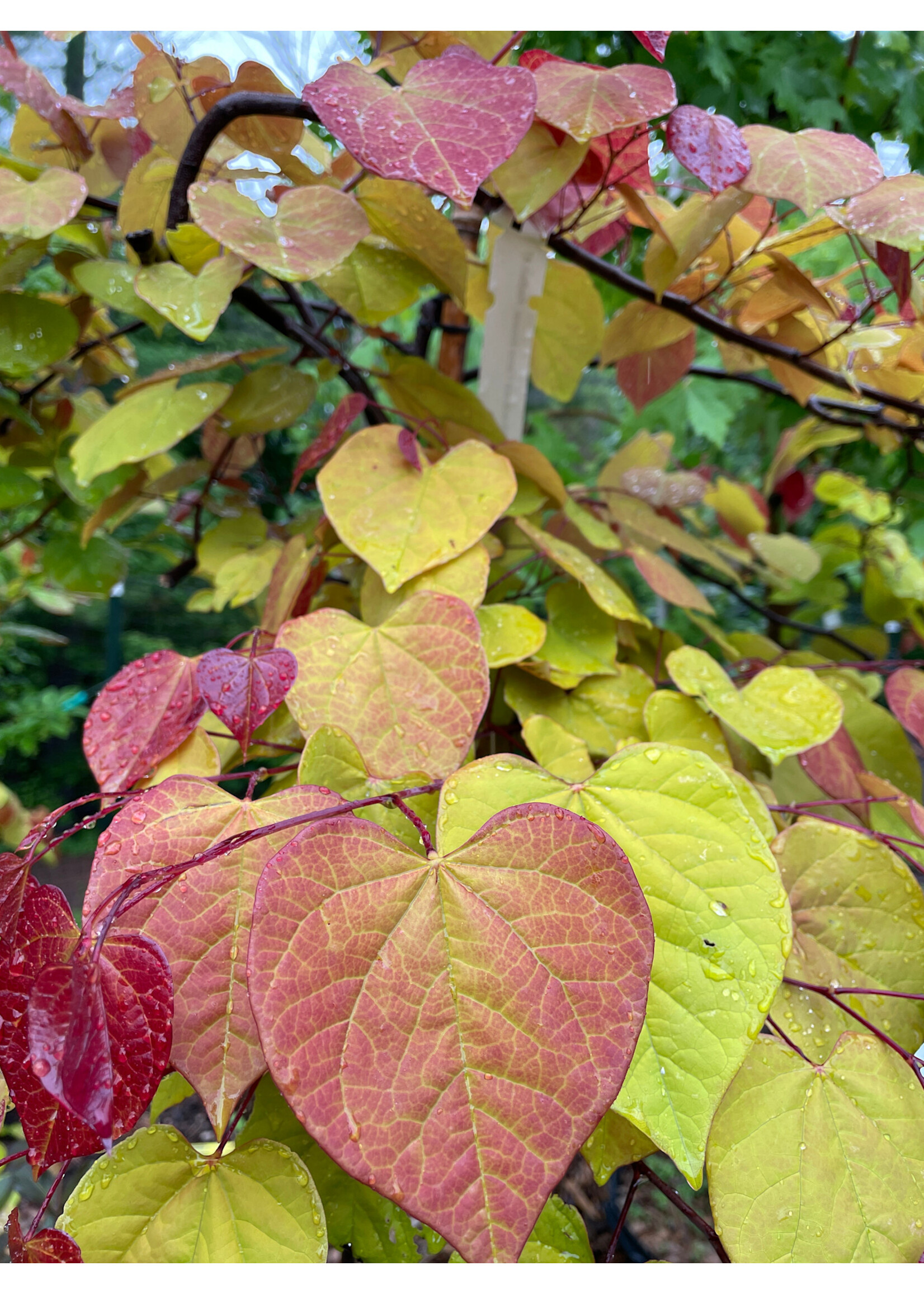 Cercis canadensis Flame thrower, Redbud #7