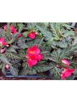 Begonia, I’Conia- Assorted Color, 4.5" Pot