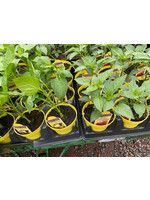 Peppers, Assorted- Vegetable, 4.5" pot