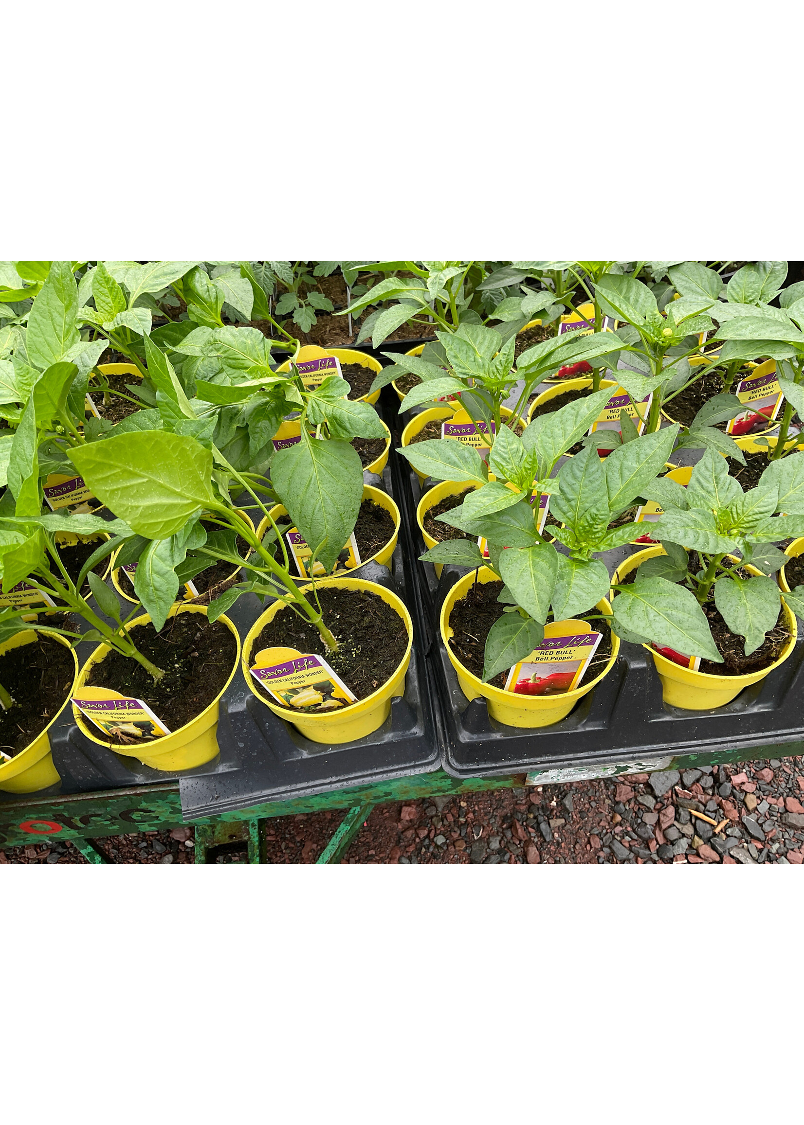 Peppers, Assorted- Vegetable, 4.5" pot