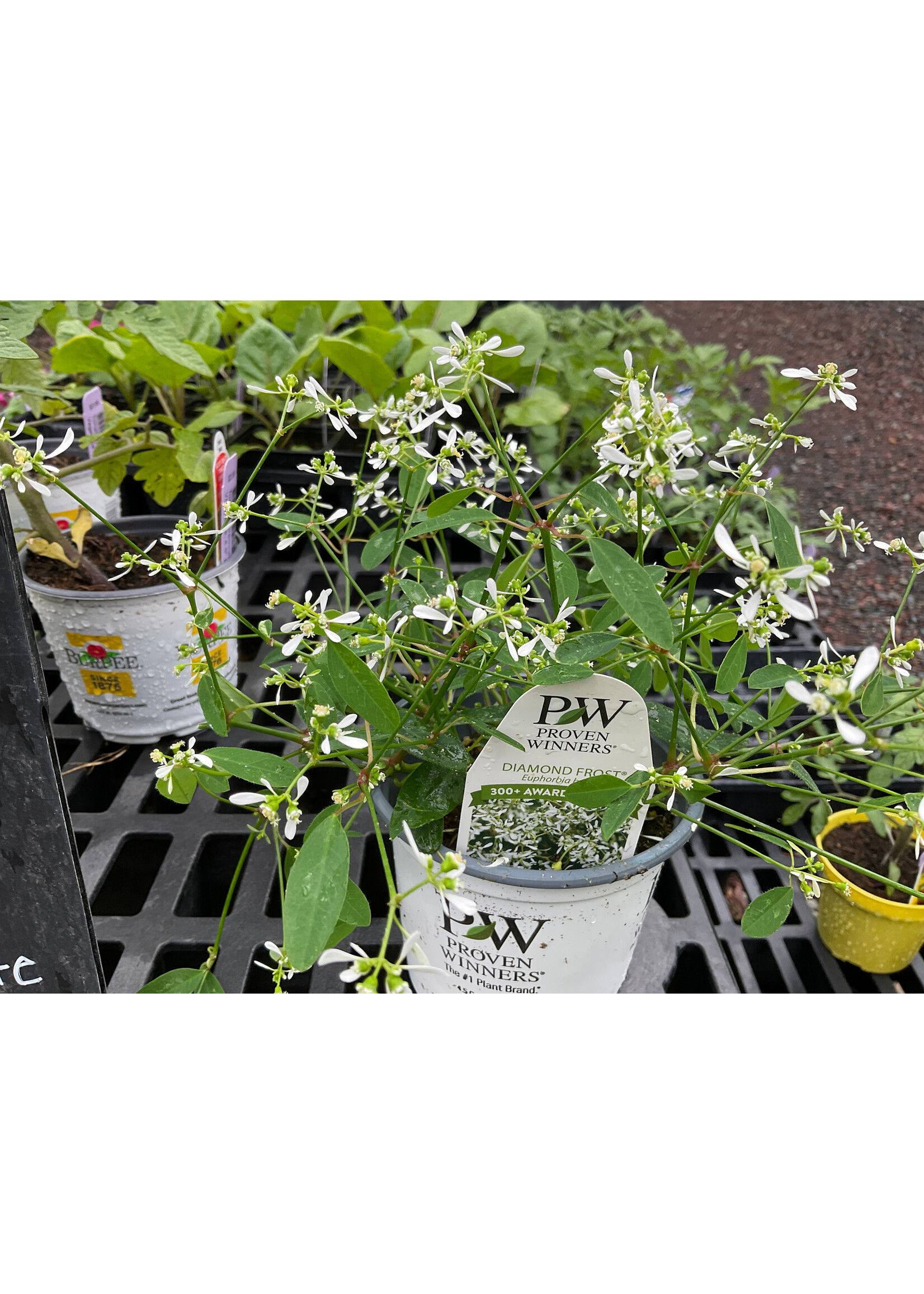 Euphorbia Diamond Frost Proven winner 4.5”