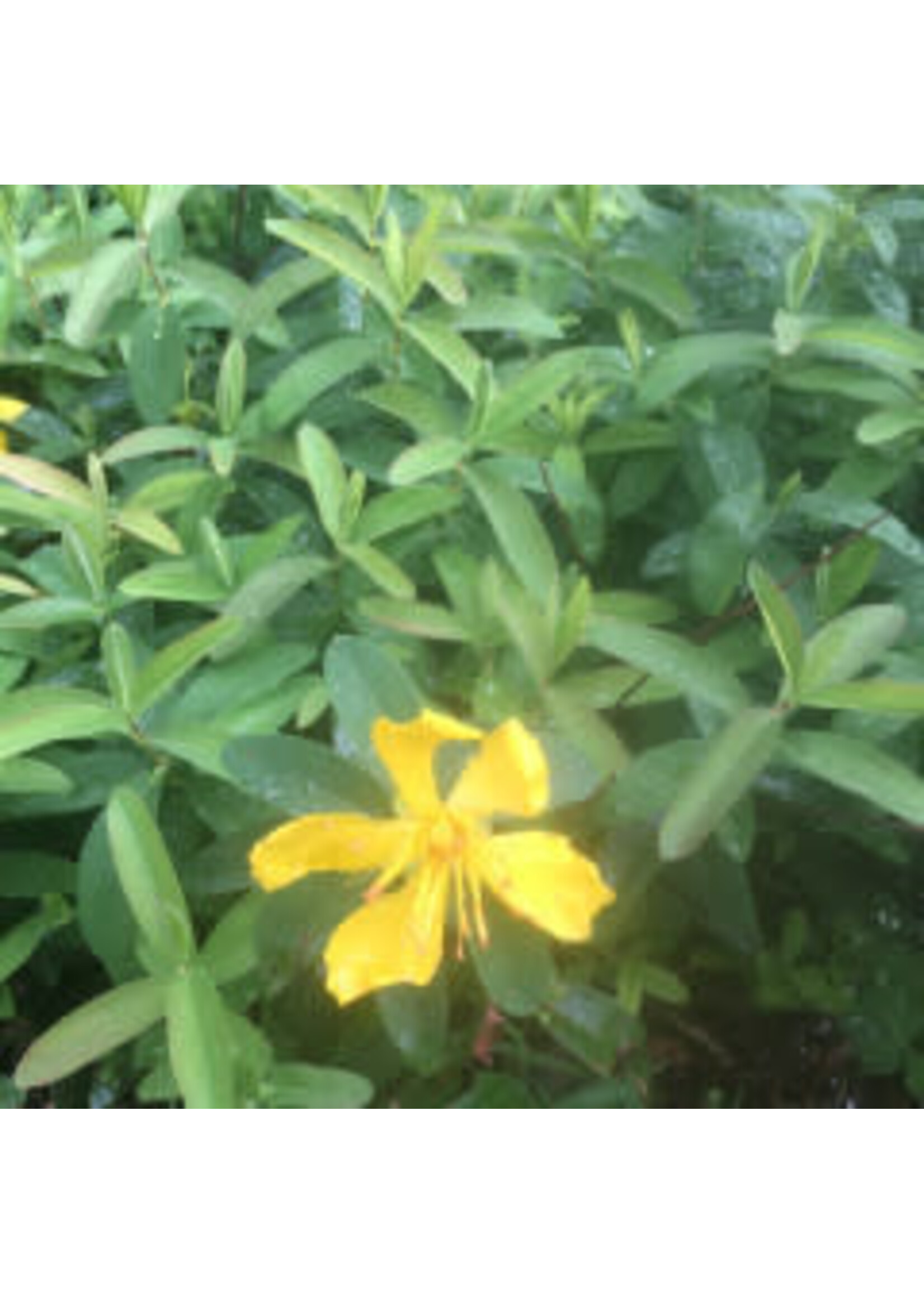 Hypericum calycinum St. John's Wort, #1