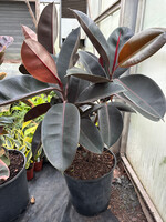 Ficus Elastica 'Burgundy'