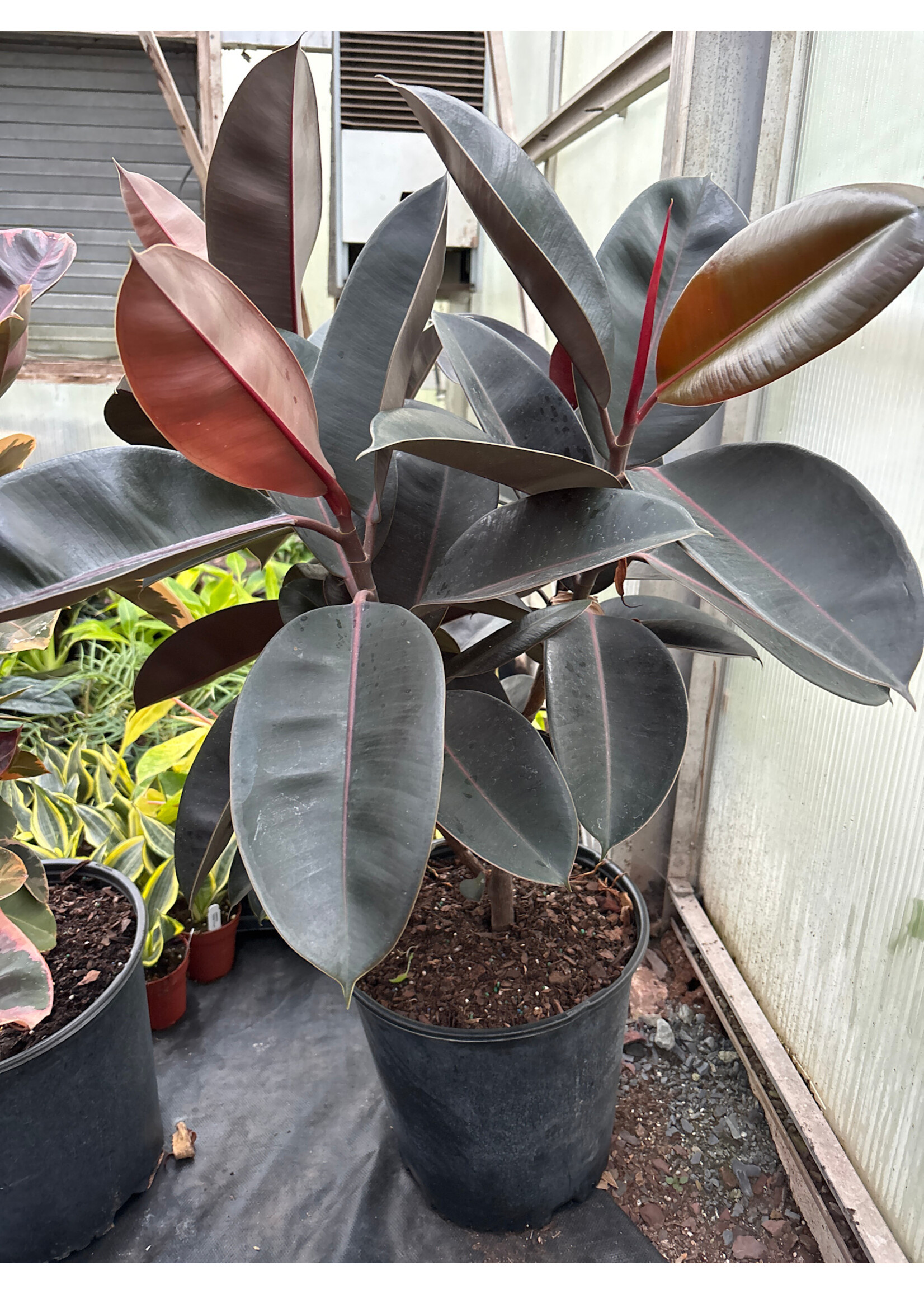 Ficus Elastica 'Burgundy'