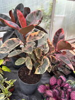 Ficus Elastica 'Ruby'