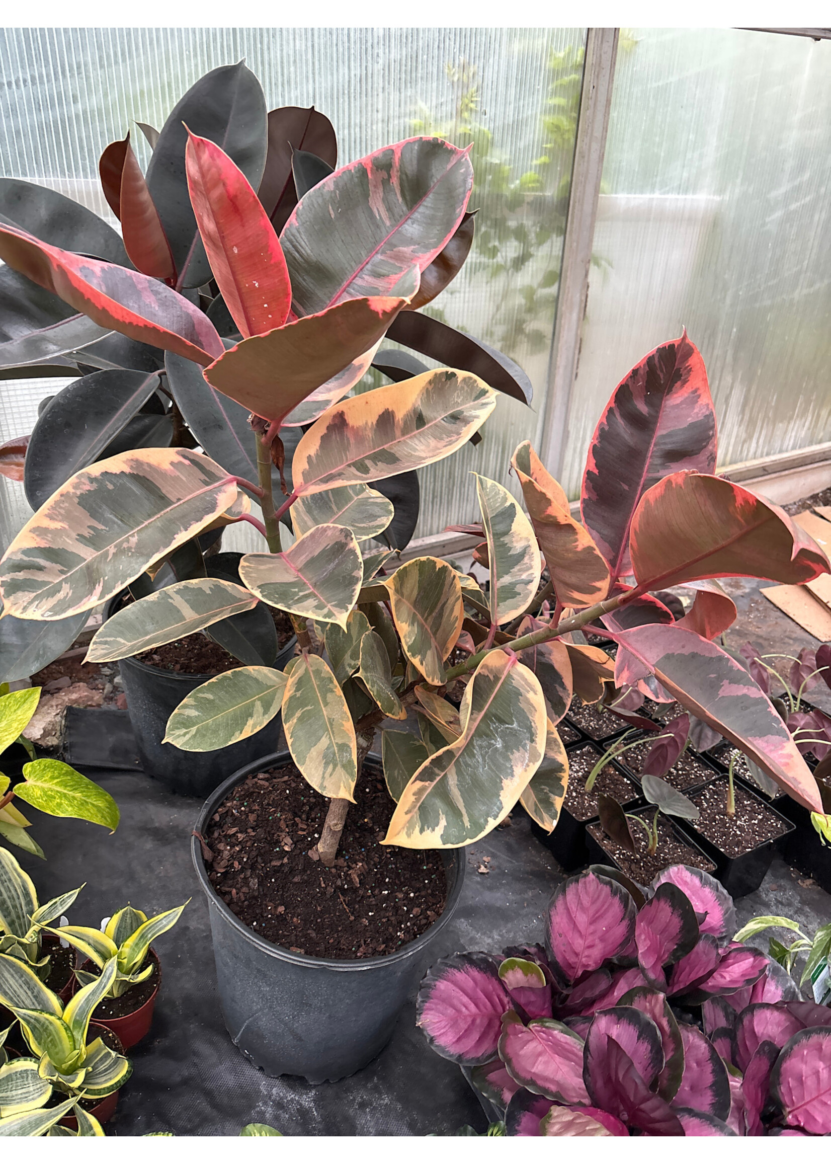 Ficus Elastica 'Ruby'