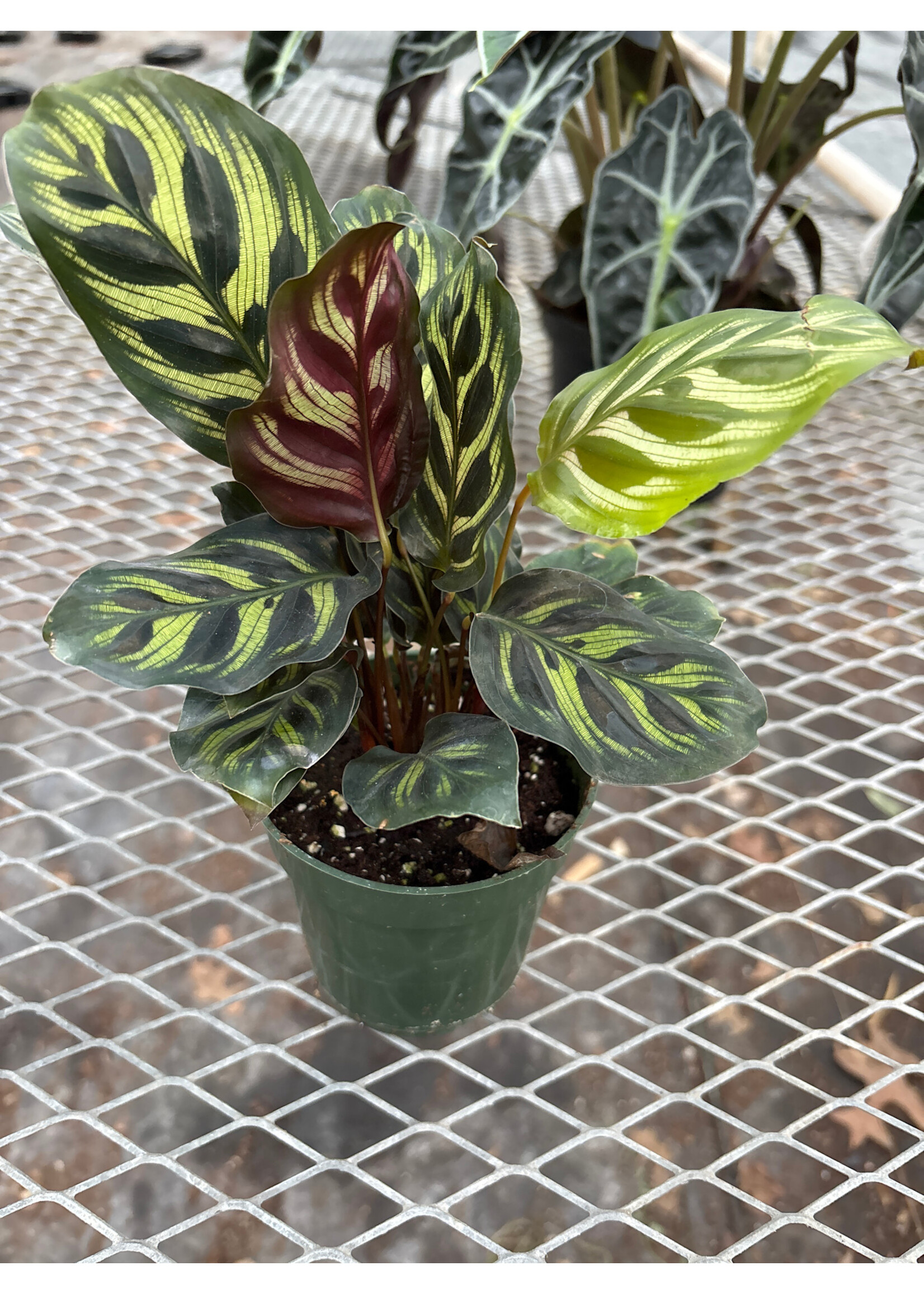 Calathea makoyana