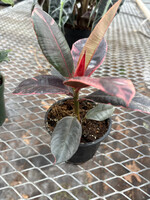 Ficus Elastica 'Ruby' 4” pot
