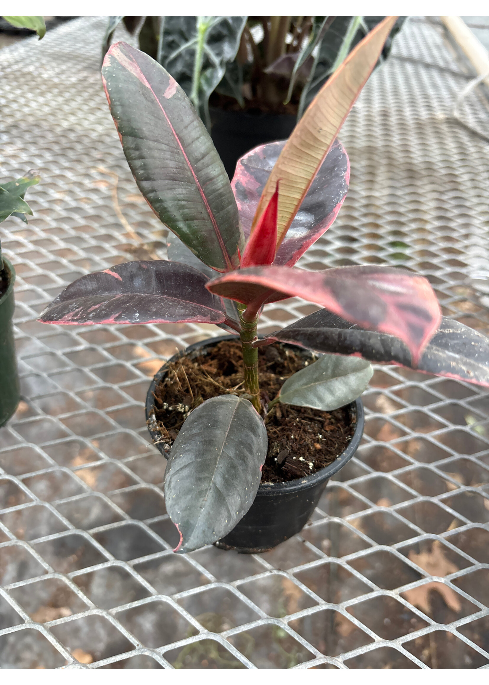 Ficus Elastica 'Ruby' 4” pot