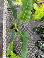 Philodendron 'Narrow Scape'