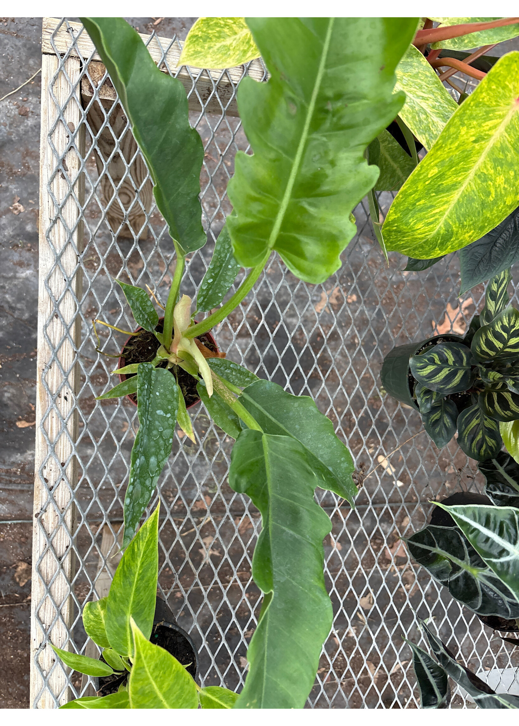 Philodendron 'Narrow Scape'