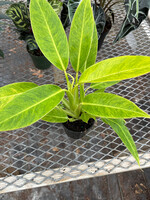 Philodendron 'Calkins Gold'