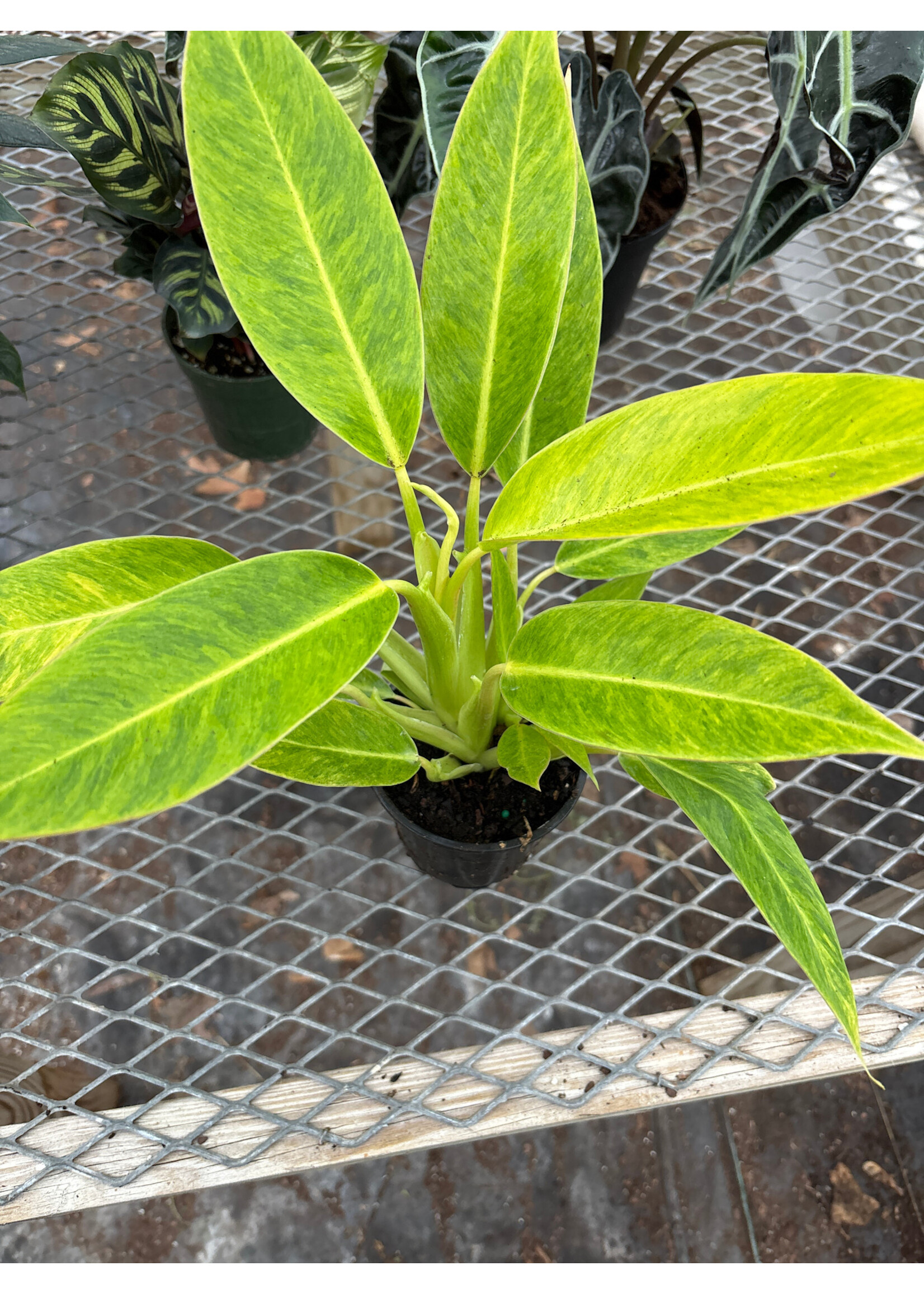 Philodendron 'Calkins Gold'