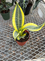 Sansevieria 'Hi-Color'