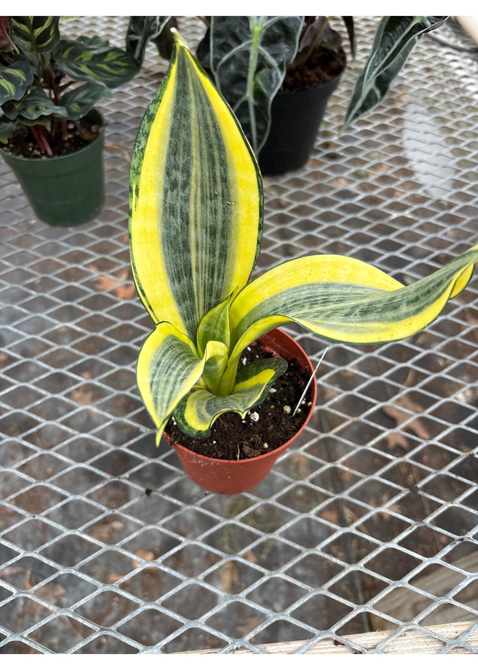 Sansevieria 'Hi-Color'
