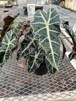 Alocasia 'Polly'