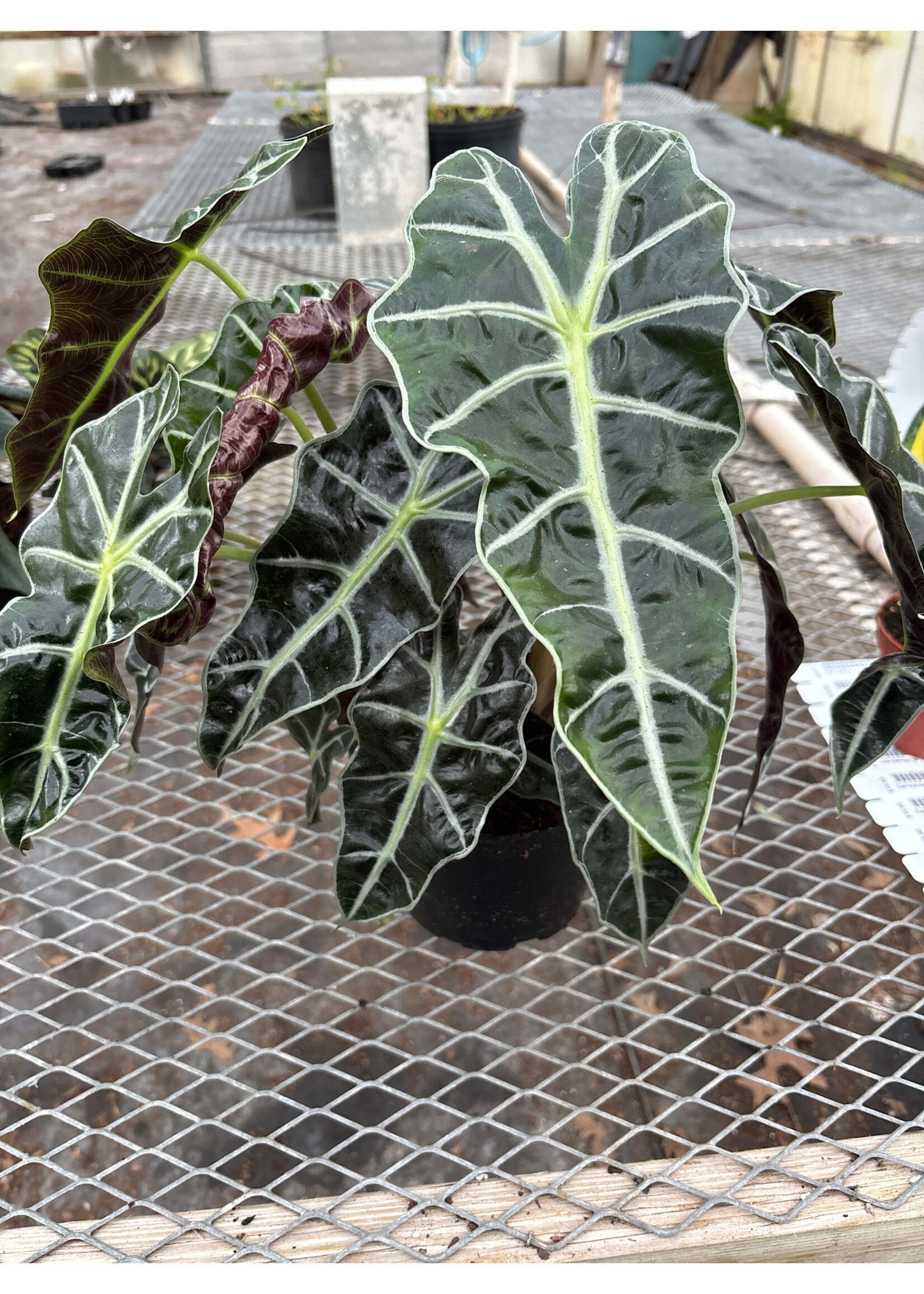 Alocasia 'Polly'