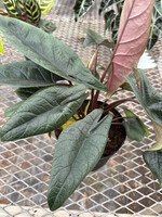 Alocasia scalprum