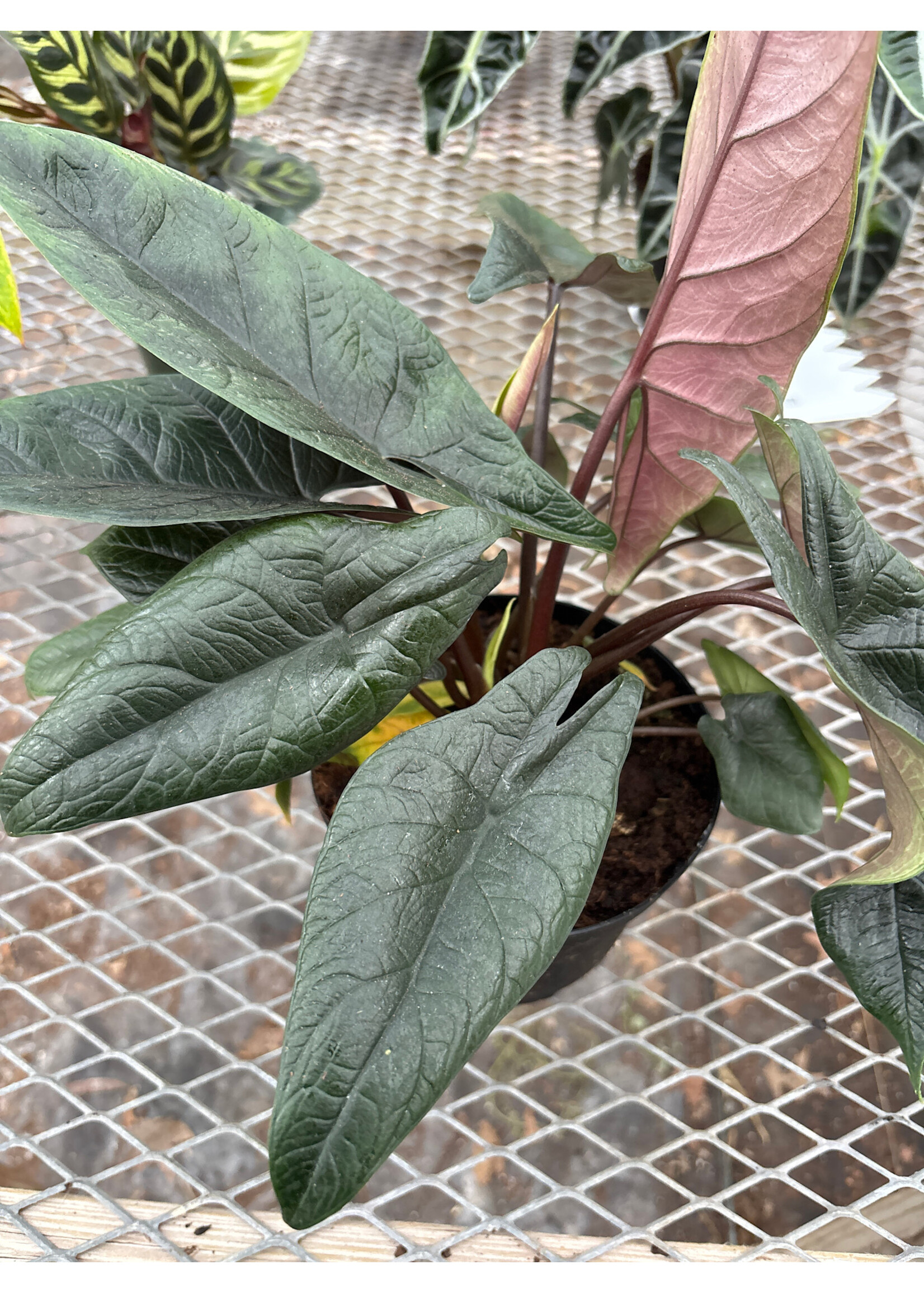 Alocasia scalprum