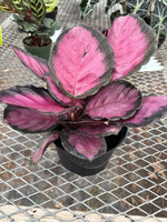 Calathea 'Pink Star'