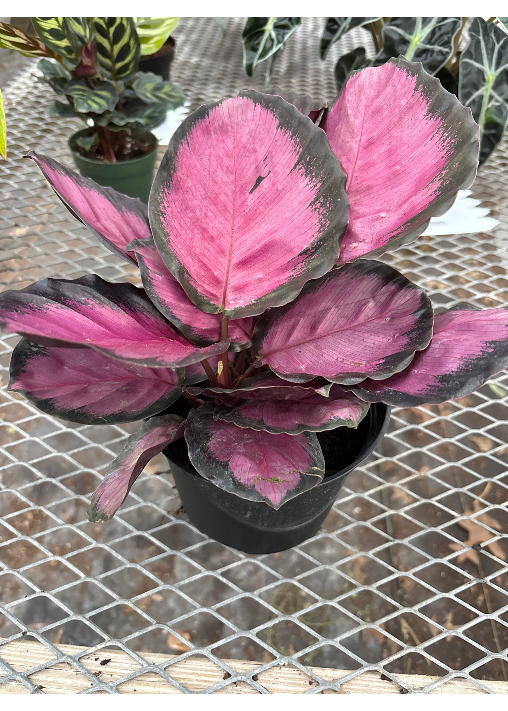 Calathea 'Pink Star'