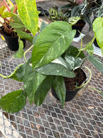 Epipremnum pinnatum 'Albo-Variegata'