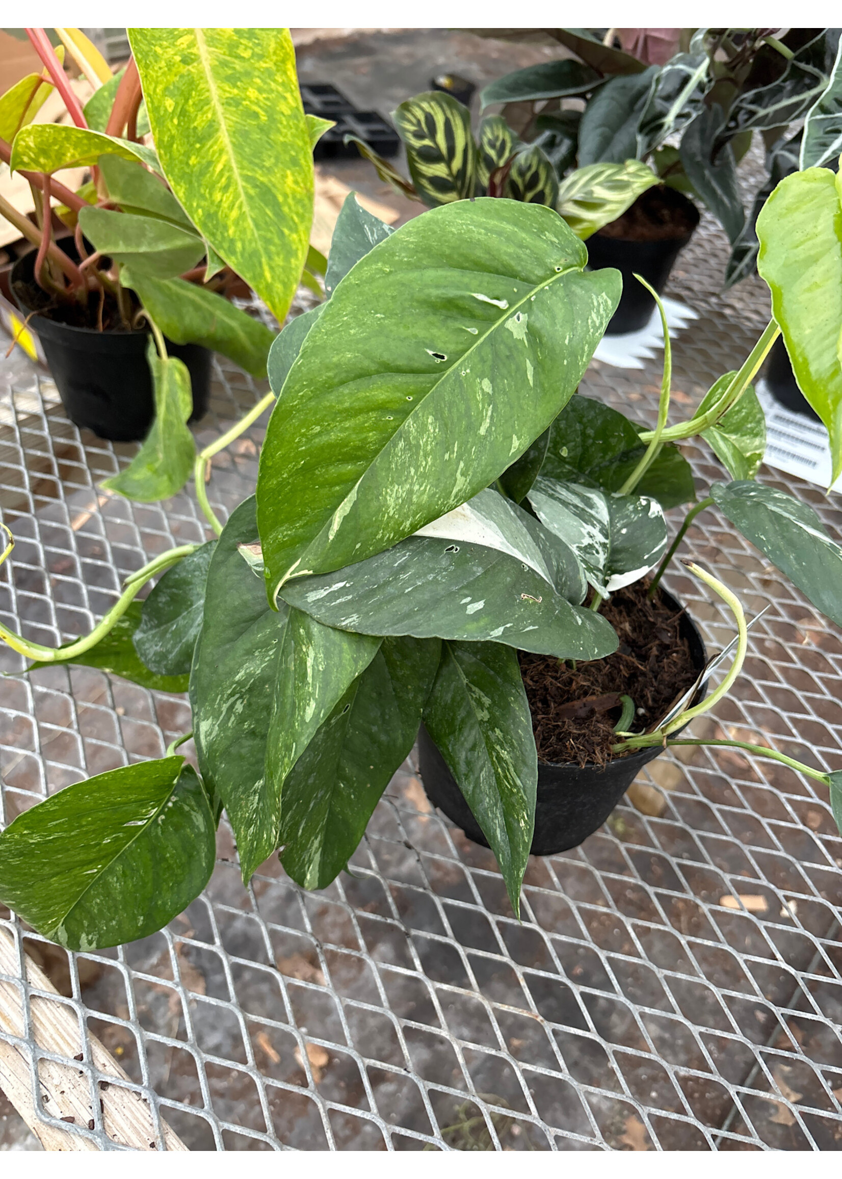 Epipremnum pinnatum 'Albo-Variegata'