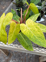 Philodendron 'Painted Lady'
