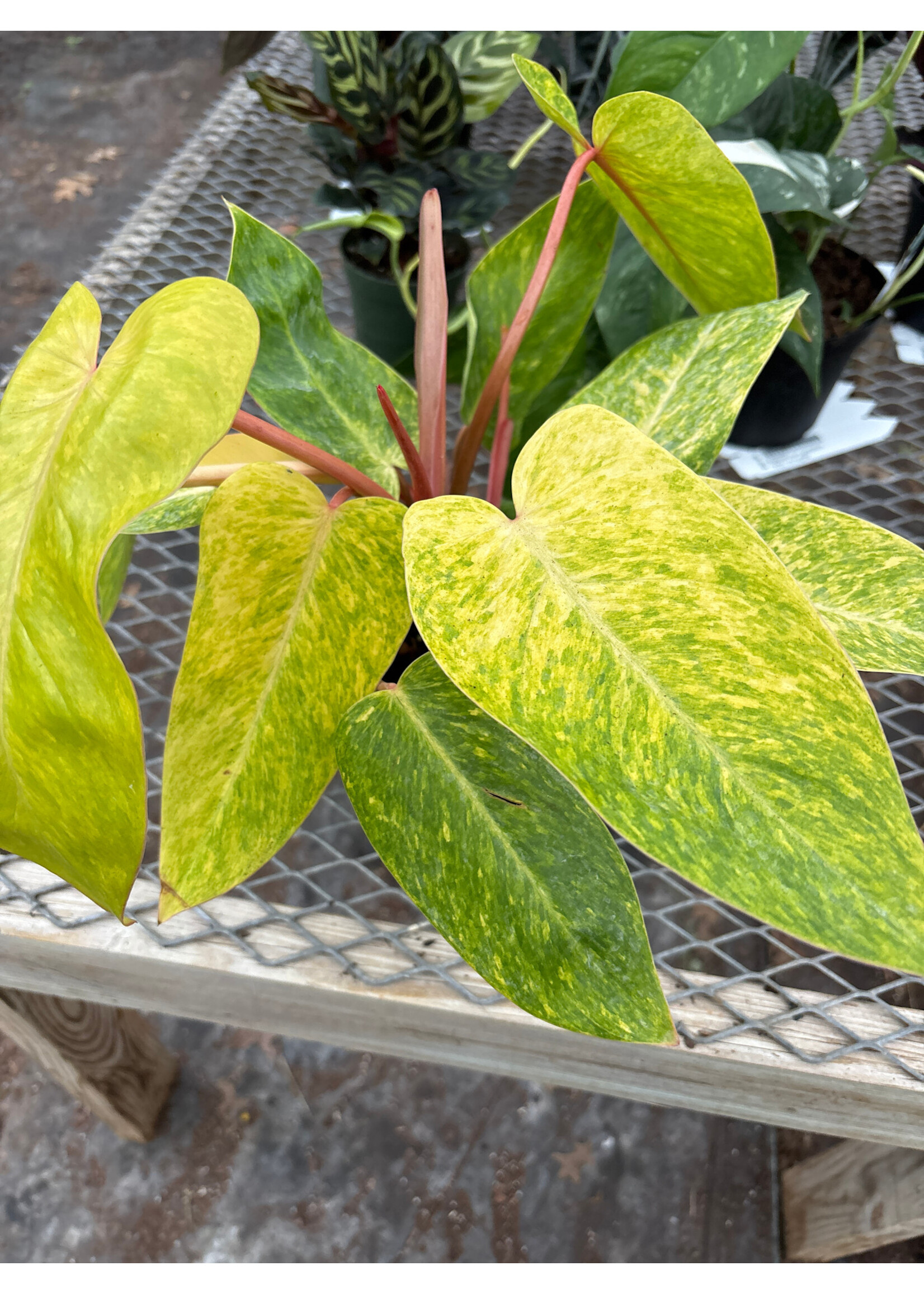 Philodendron 'Painted Lady'