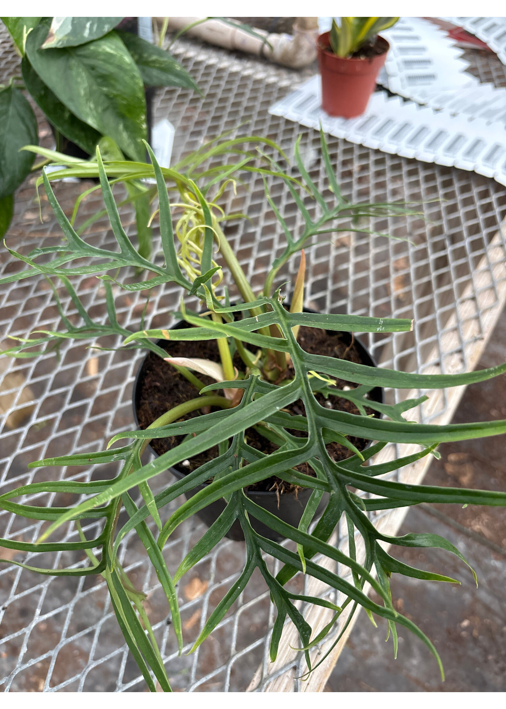 Philodendron 'Tortum'