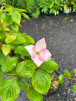 Cornus x Rosy Teacups, Dogwood #3