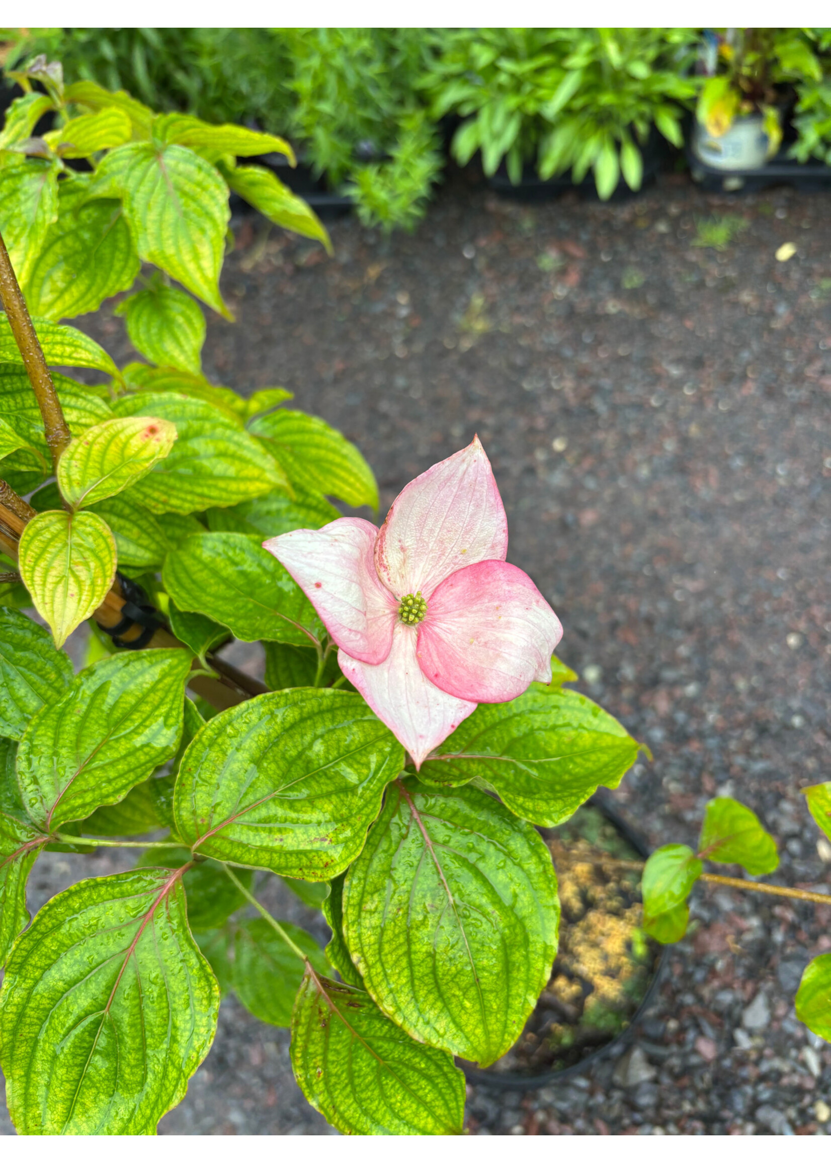 Cornus x Rosy Teacups, Dogwood #3
